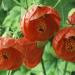 Sadnice - sobne biljke: Abutilon, slika1